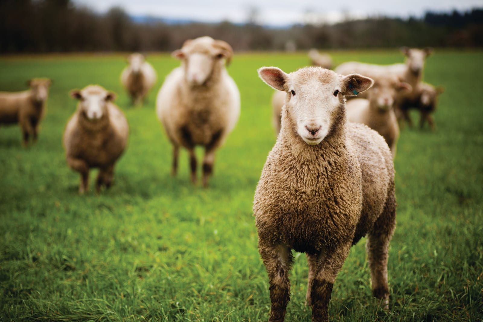 Sheep outside in a green field