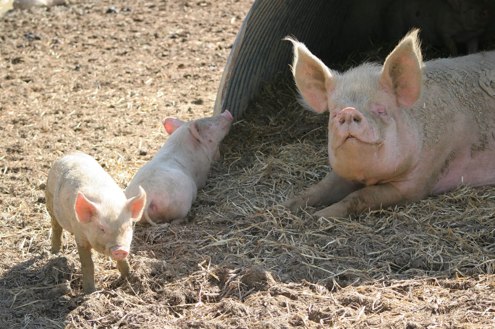 Sow and her piglets outdoors