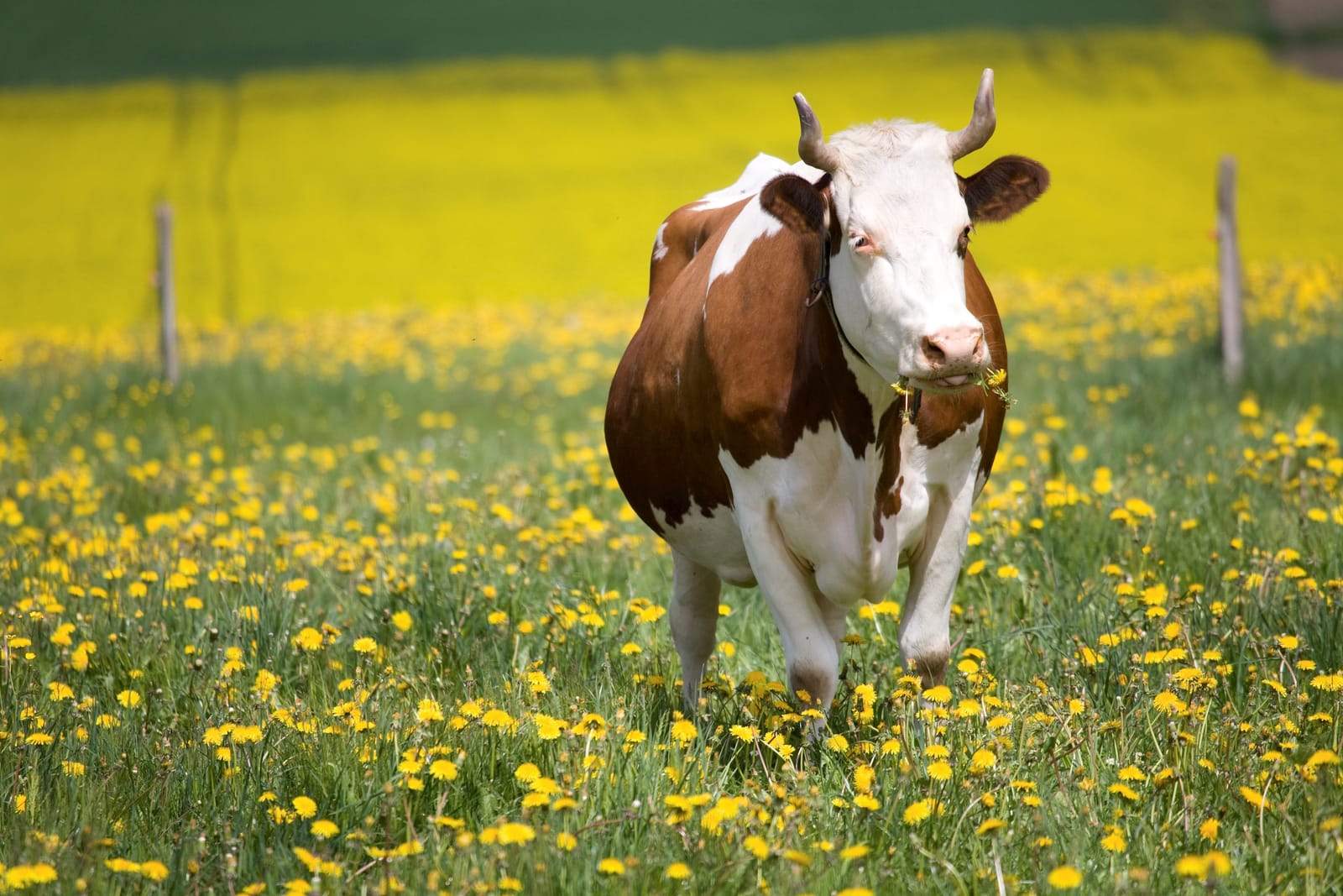 Brown and white cow running through a field of clover