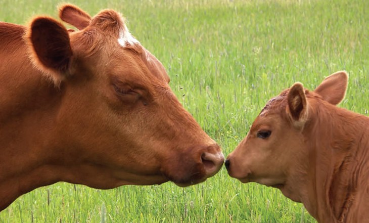 Cow and calf nose to nose in a field