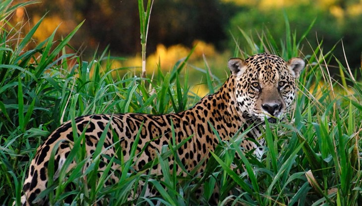 Jaguar standing in long grass looking at camera side on