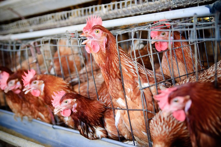 Caged hens