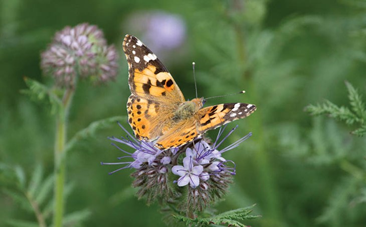 Orange and black butterfly perched on a purple flower