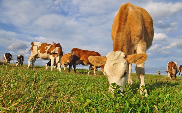 3. Rallying science for animals
