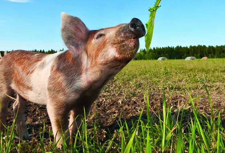 Piglet in a field sniffing a leaf dangling in front of snout