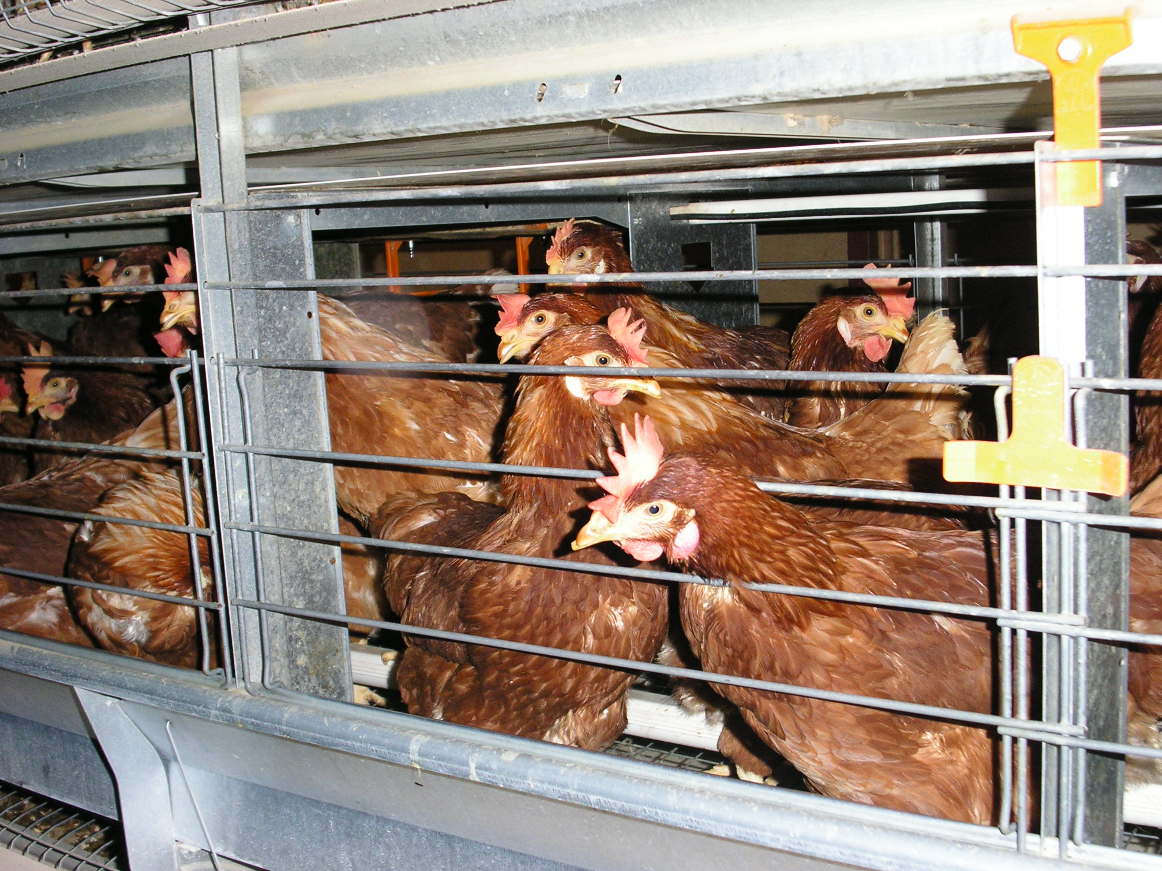 Troupeau de poules entassées dans une petite cage.