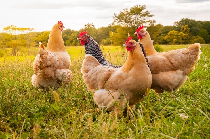 Group of hens
