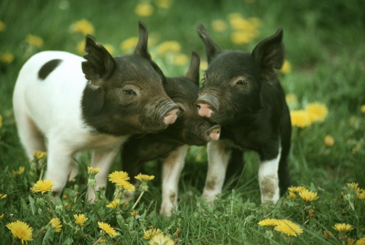 Pig