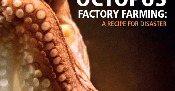 Octopus Factory Farming: A Recipe for Disaster | Compassion in World ...