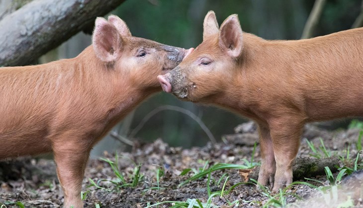 two piglets face to face outside