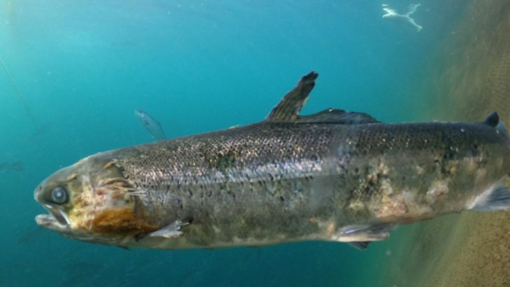 farmed salmon suffering with lice infestation
