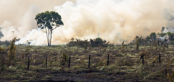 Rainforest burning