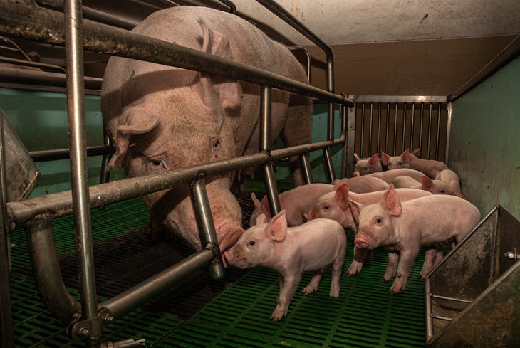 Caged sow trying to interact with her piglets but separated by bars