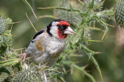 Goldfinch perched on a thistle
