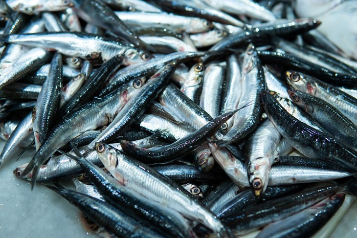 pile of dead anchovies
