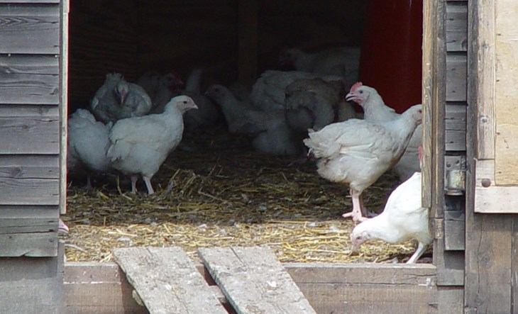Broiler chickens in free range system