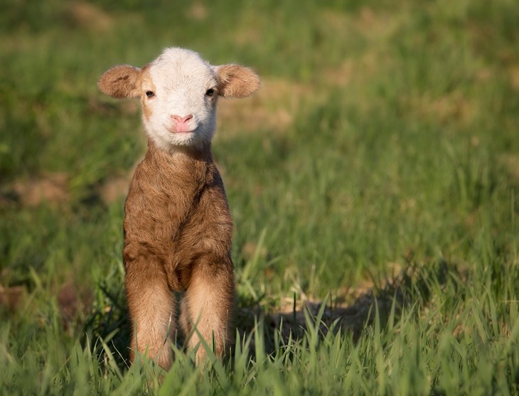 Lamb Istock