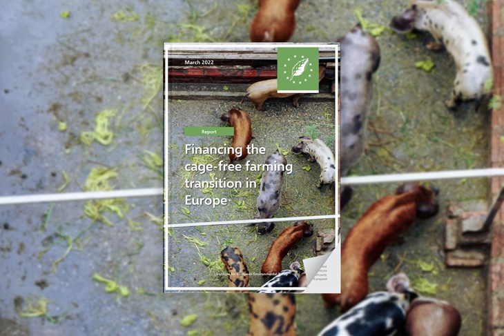 Image of report