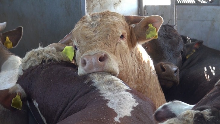 Cattle being exported
