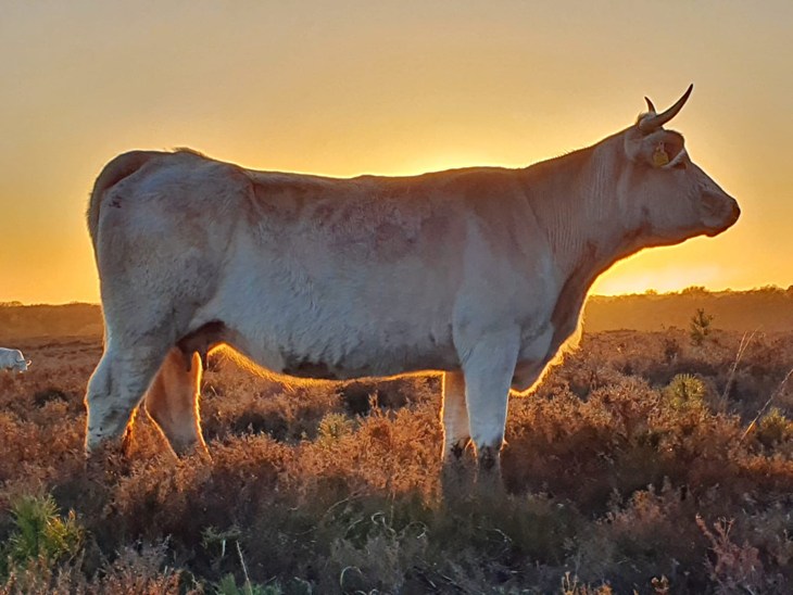 Image of cow grazing in evening sunshine