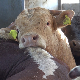 Public urged to take part in global action against cruel trade on Ban Live Exports: International Awareness Day