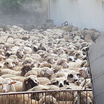 Our response to live exports tragedy in which 15,000 sheep die in Red Sea
