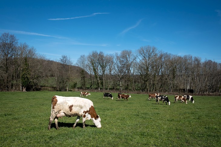 cows grazing on pasture