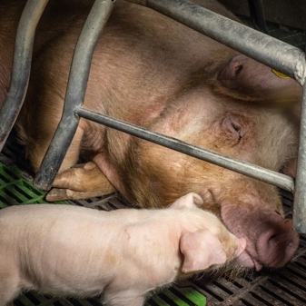Undercover investigation reveals cruelty, torment, and frustration of sows on EU farms