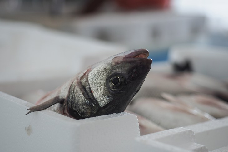 Fish in ice slurry