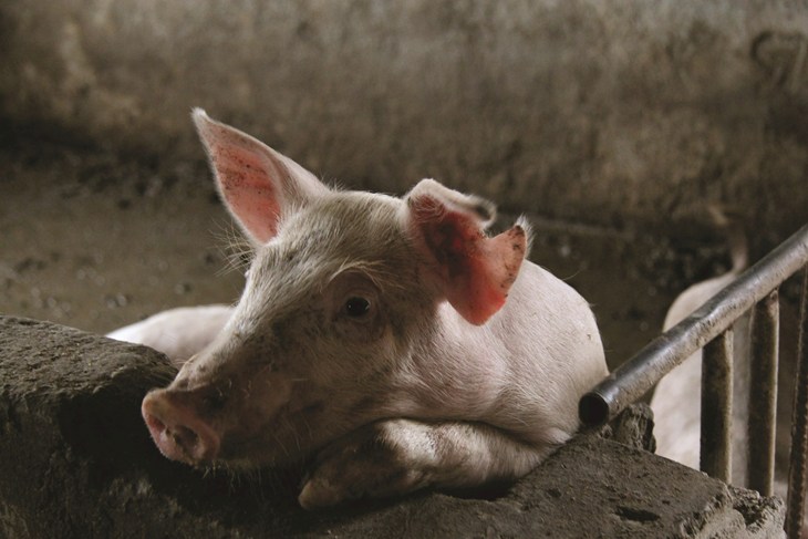 Caged piglet