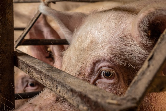 Close up of sad sows face behind bars