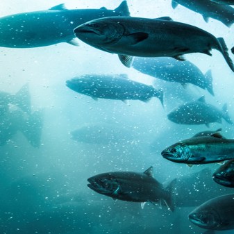 Progress: first guidelines on fish welfare in Spanish aquaculture