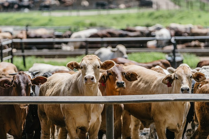 Cattle in feedlot in Queensland Australia