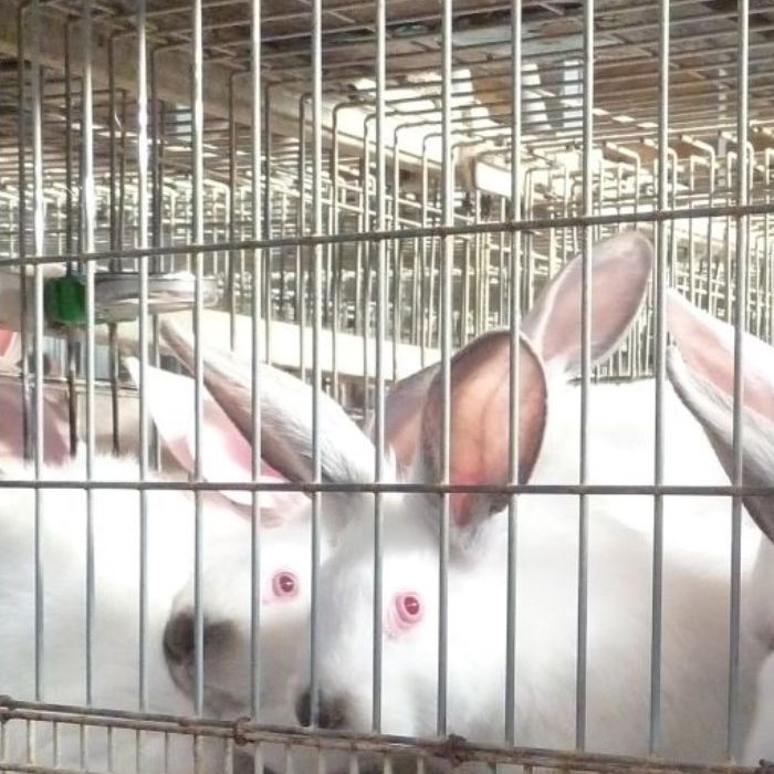 conigli in gabbia in allevamento intensivo