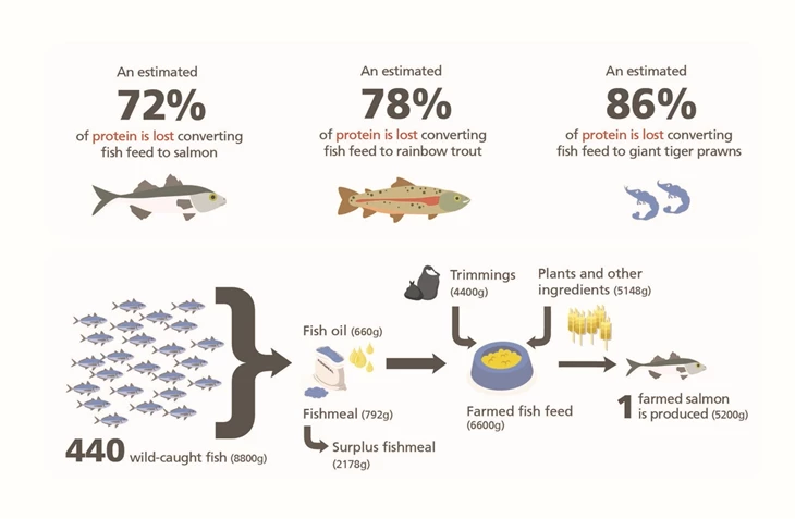 Infographie montrant les poissons sauvages/pêchés nécessaires pour produire un saumon