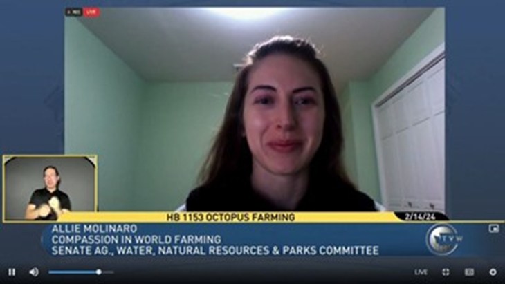 US Campaigns Manager, Allison Molinaro testifying in a hearing on the subject of a ban on octopus farming