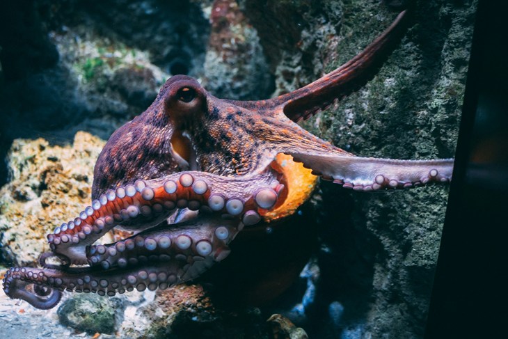 Image of orange octopus in the sea