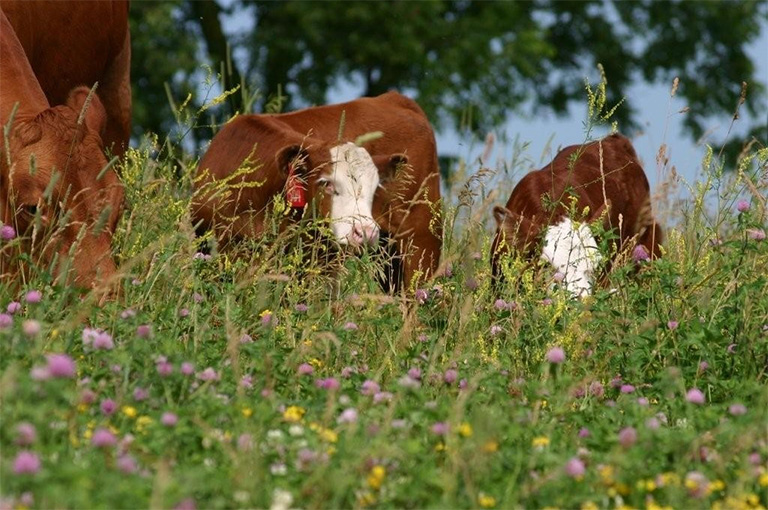 Europe is moving towards cage-free farming but ban is needed to end suffering